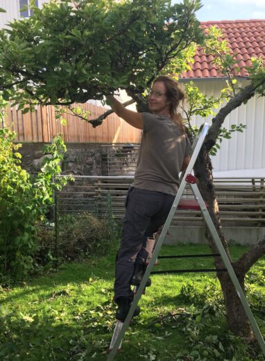Beskärning av fruktträd